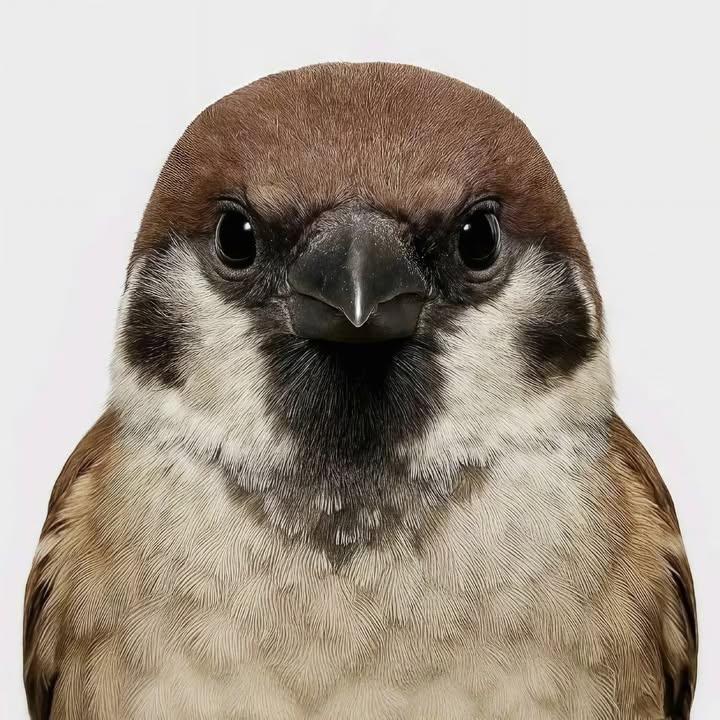 Birds Colour 🕊️ tweet media