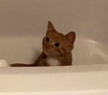 𝙹𝚎𝚛𝚒 𝙱𝚕𝚞𝚖𝚎𝚗𝚝𝚑𝚊𝚕 𝚂𝚝𝚞𝚊𝚛𝚝 tweet media