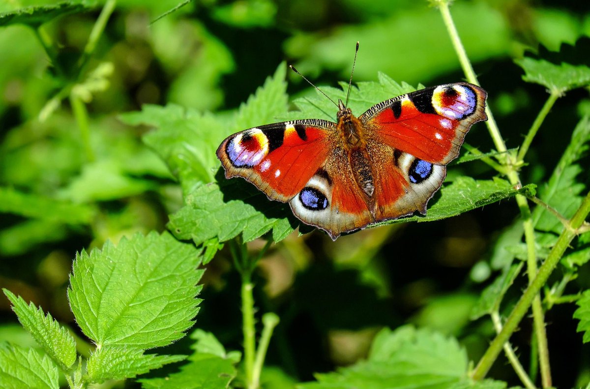 QENPuganda's tweet photo. Join butterfly walks! Photography opportunities abound. Book your butterfly safari today: https://t.co/COIpxpdtpJ #queenelizabethpark #QueenElizabethNationalPark #QueenElizabethNationalParkuganda https://t.co/caMohlU0oo