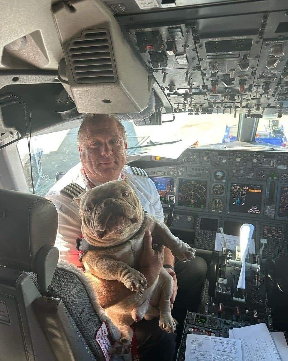 Puppies 🐶 tweet media