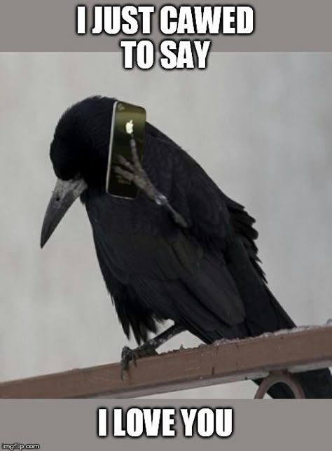 Raven tweet media
