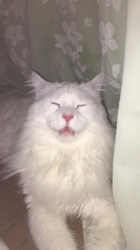 なるとも。 tweet media