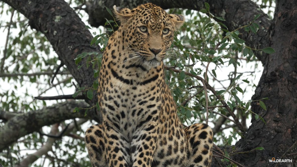 WildEarth tweet media