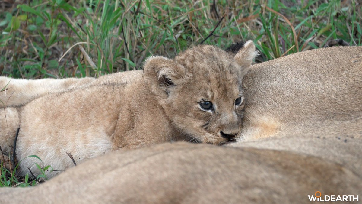 WildEarth tweet media