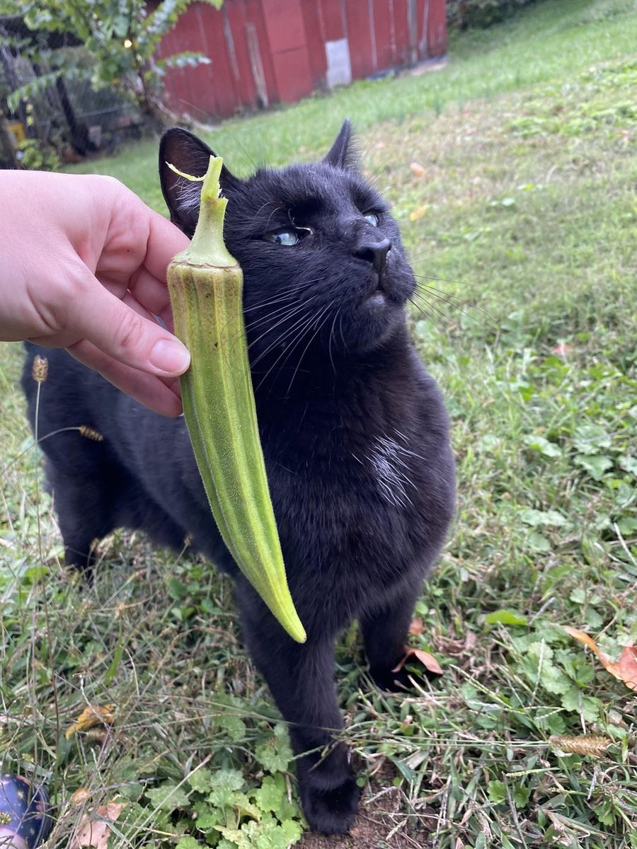No Cats No Life tweet media