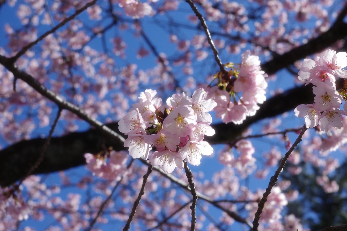 fox_k12's tweet photo. #キリトリセカイ
#写真が好き
#ファインダー越しの私の世界　
#写真の奏でる私の世界　
#コンデジ　
#GR 
#オールドコンデジ　
#IXY digital 70 
#過去写真 https://t.co/wEImVjcBlF