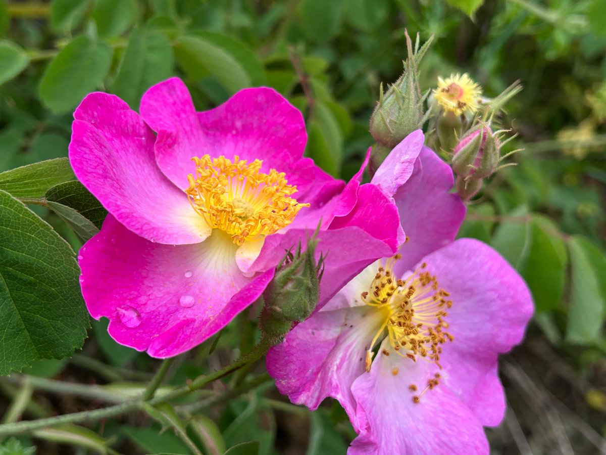 DanicaMacanga's tweet photo. #Wildrose, leaves, flowers with water droplets. #blossom #pinkflower https://t.co/fo0iwAwcZ4