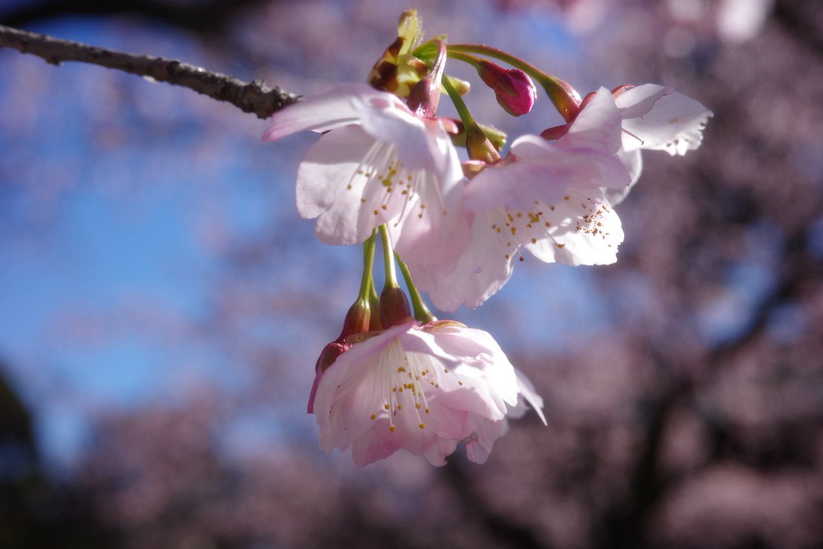 fox_k12's tweet photo. #キリトリセカイ
#写真が好き
#ファインダー越しの私の世界　
#写真の奏でる私の世界　
#コンデジ　
#GR 
#オールドコンデジ　
#IXY digital 70 
#過去写真 https://t.co/wEImVjcBlF