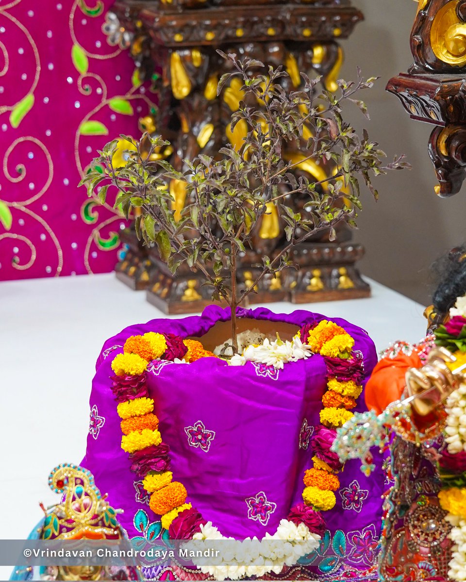 Vrindavan Chandrodaya Mandir tweet media