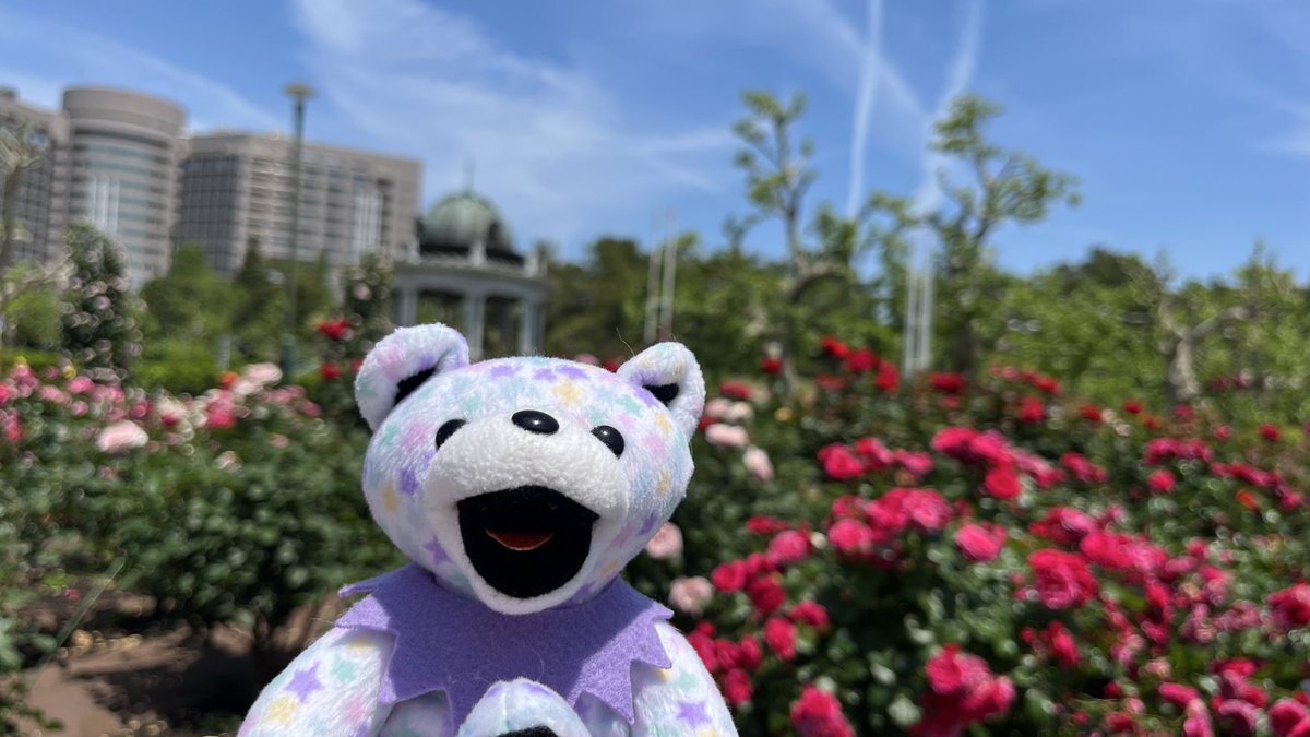 ms013m's tweet photo. バラ園とぬいぐるみ

🧸🌹 https://t.co/PXN0zWFybu
