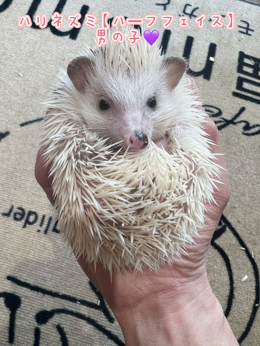 ハリネズミ　12/8まで ハリネズミ完全飼育 | 株式会社誠文堂新光社
