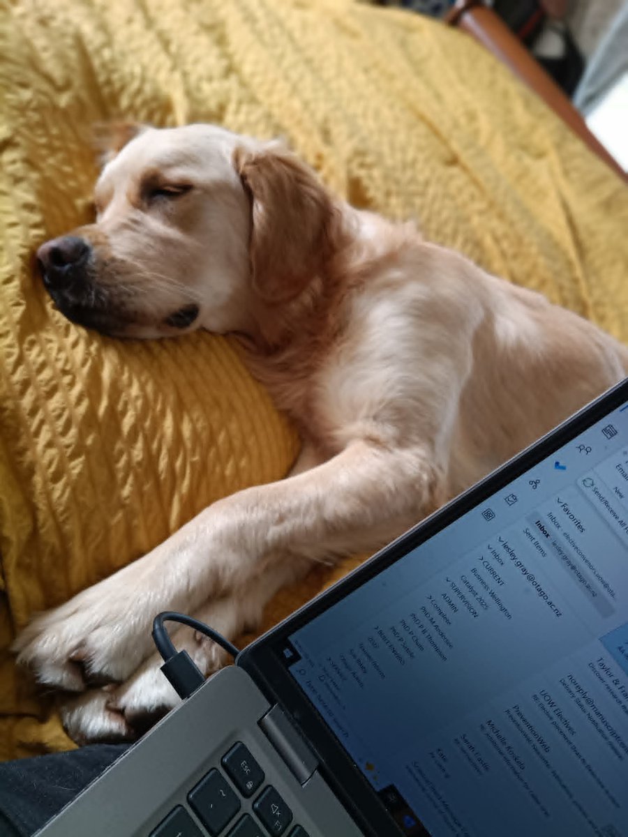 DRR_NZ's tweet photo. @Capt_Caffiend OMG yes - she is a typical nightmare young Goldie lol - this photo of her sleeping beside me working totally hides the reality of her usual 'tornado' ! (but she is gorgeous and I love her to bits) https://t.co/7kL8csAjw8