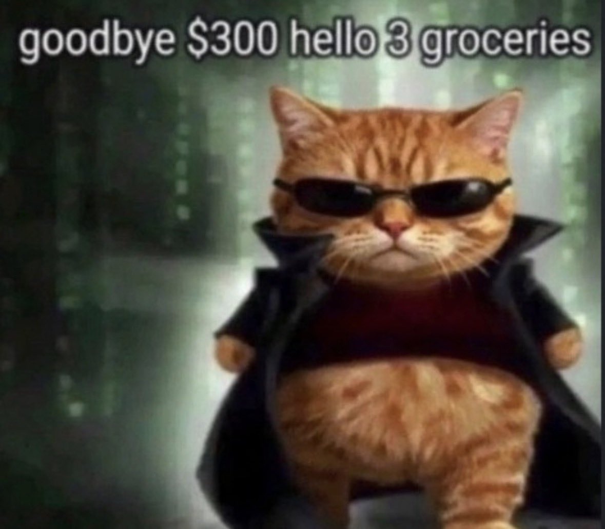 LiterallyMeCats tweet media