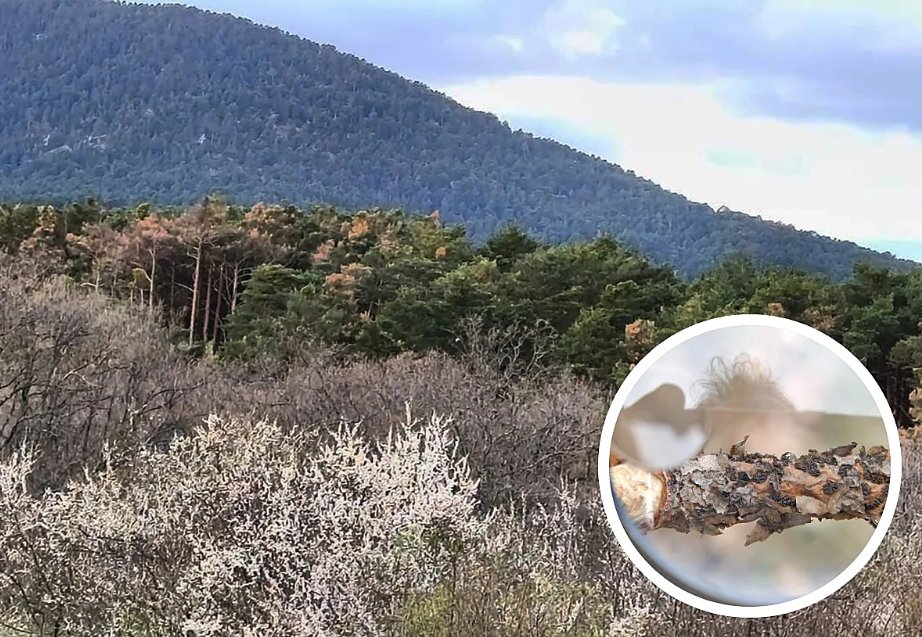 idForestal's tweet photo. Terminamos con #sanidadforestal: Cenangium ferruginosum... un hongo que provoca la "aparición de árboles debilitados, ramaje seco y zonas donde el #bosque comienza a perder densidad" en los pinares de El Espinar (Segovia)... https://t.co/xAXYsUgXd4 ¡Buen Fin de Semana! https://t.co/K8NP5j1132