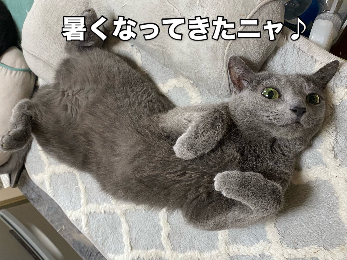 RT @miciamicio_neko: 暑くなってきましたね💦 店内も冷房入れ始めまし