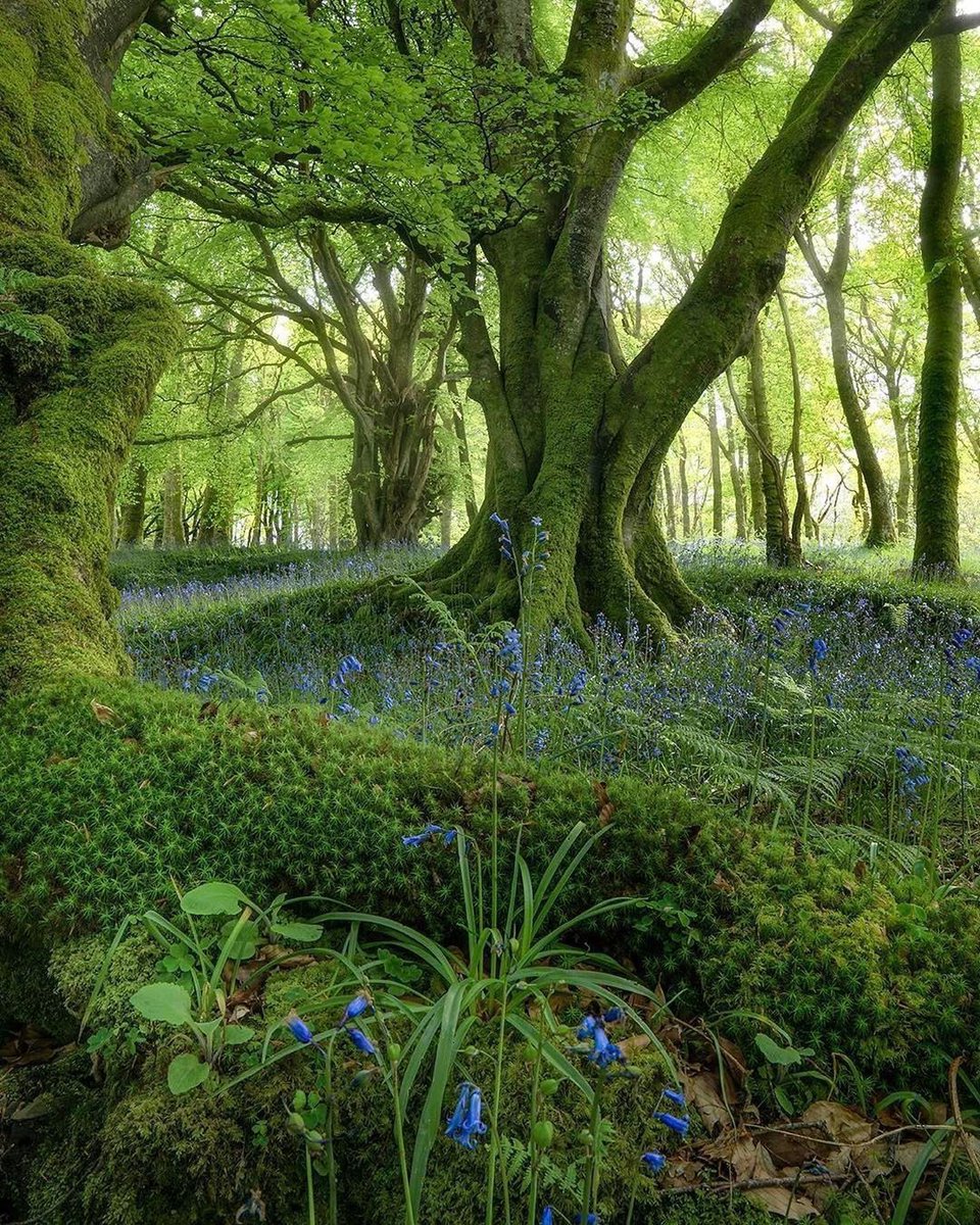 Bluebell Raven tweet media