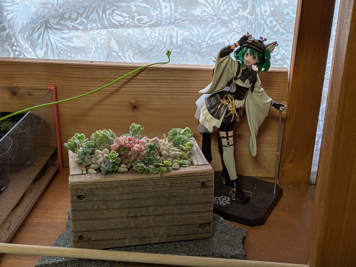 wshinchan's tweet photo. 東京蚤の市。WOODPROブース内?のノトルアトリエさんの多肉植物ワークショップ。昨日の夜お水をかけての今朝。きれいすぎで嬉しい〜。
いつもは窓枠に置くけれど今回は植物の出窓に置きました。
#東京蚤の市
#WOODPRO
#ノトルアトリエ https://t.co/TQWB8PVKGW