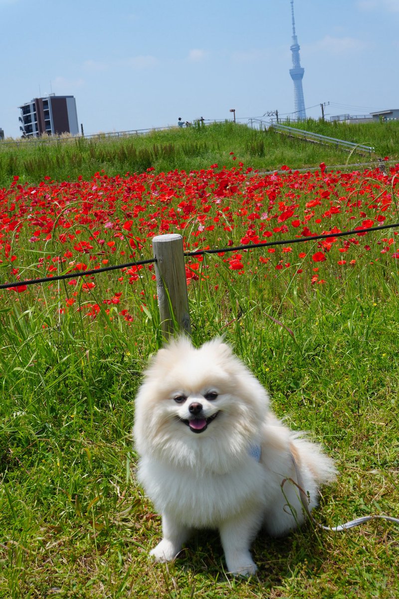 mameron1126's tweet photo. 俺、グルグル🌀🌀

ポピー見に行ってきた https://t.co/QkdHMP9ovh
