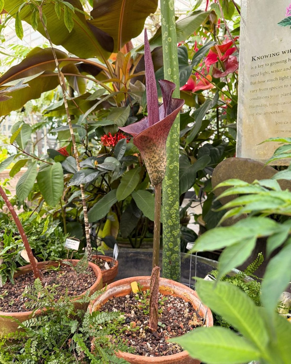 SFConservatory tweet media