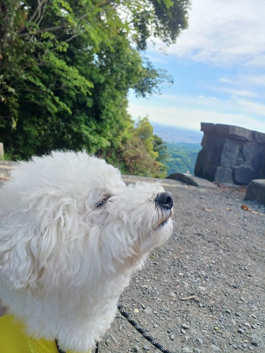 形が定まらない犬 (@papoter_dog) / Posts / X