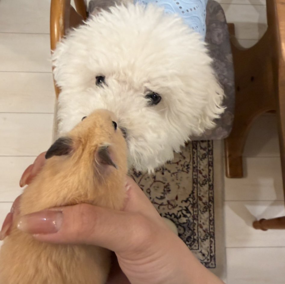 E___gochan's tweet photo. お姉ちゃんが広島からわざわざお見舞いの為だけに帰ってきてくれて、
私の好きな物買ってきてくれたり😿
充実した1日だった、、、🫶🏻 https://t.co/IinzAT3fJE