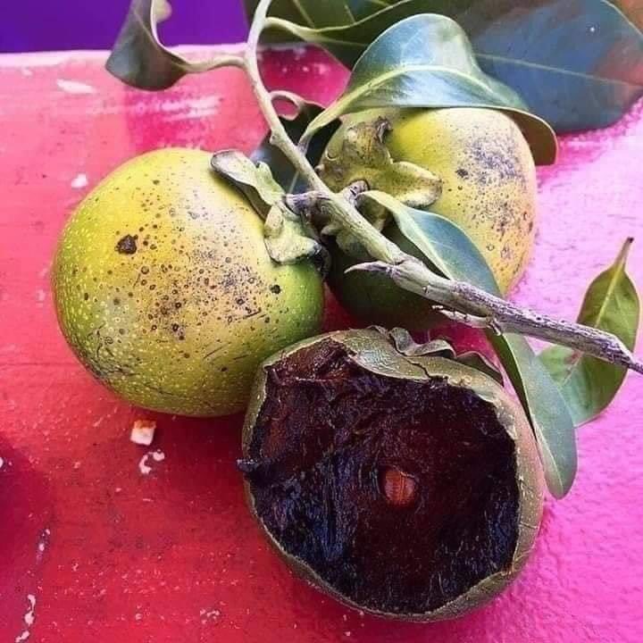 AliAkaak77's tweet photo. هل سبق أن تذوقت “فاكهة الشوكولاتة”؟ 🌿
شجرة استوائية واعدة زراعيًا، أثبتت نجاحها في ظفار بعد تجربة زراعتها في مزرعة أبوصقر، حيث توجد حاليًا نحو 5 أشجار مثمرة بإنتاج غزير ومبشّر.
تمتازثمارها بمذاق يجمع بين الفانيليا والشوكولاتة، ما يجعلها خيارا جاذبا لتوسع الزراعي السياحي .بوركتم https://t.co/8vxHIA4UlT