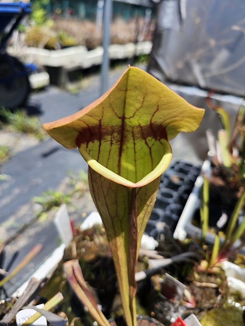 ys37950's tweet photo. S. purpurea rosea (まん丸 x Switzerland) x Adrian slack

#山田食虫植物農園
＃Sarracenia https://t.co/HcC361xl9A