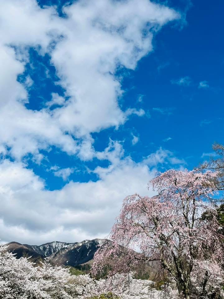 Maison de Lilas(謎凍結された為にこちらを本垢にします) tweet media