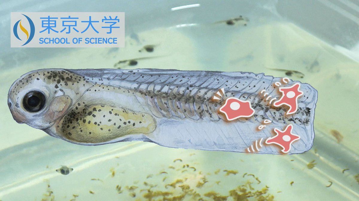 UTokyo School of Science tweet media