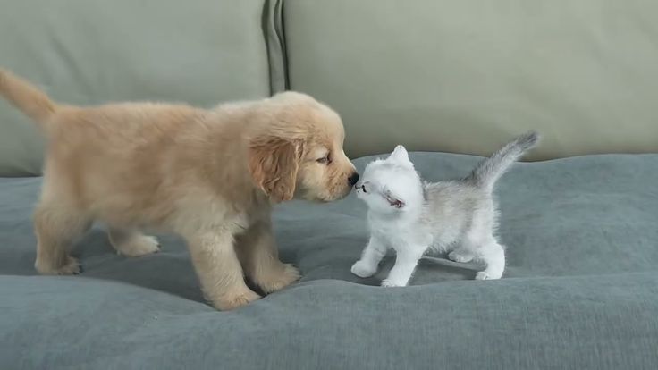 puppies tweet media