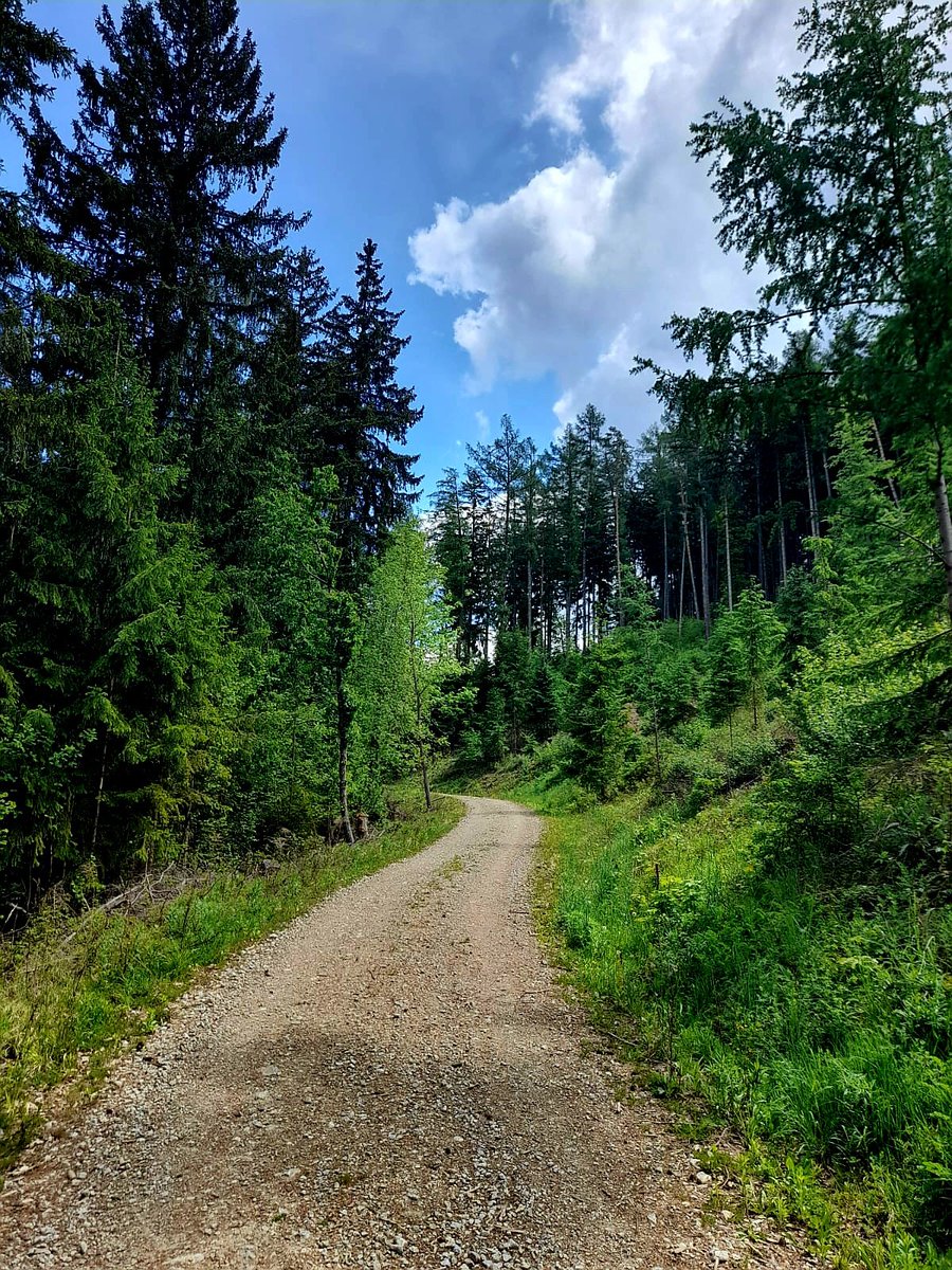 dieleserin2's tweet photo. I walk fast.
My heart unguarded.
No particular destination,
only this pulsing
between my ribs
and the leaves.
I laugh softly.
The wind laughs back.
Onward.
Because everything is alive.
And I am alive.
And I want.
#mypoetry
#thepath https://t.co/61CRDrnT48
