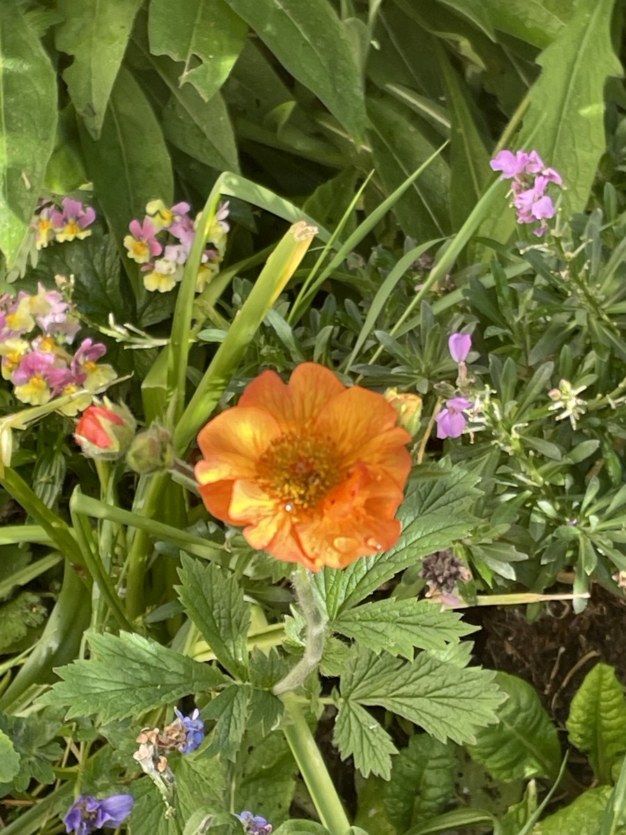 helen21206699's tweet photo. Good morning from #sunshine in my little #cottage #garden #geums https://t.co/3yQVV17EiB
