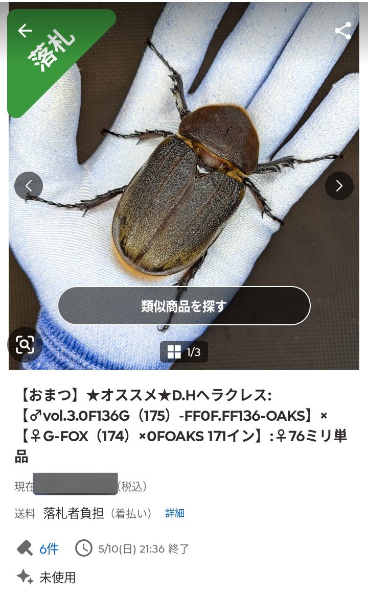 herahera_diary's tweet photo. おまつさんから重厚なメス76mmを購入。ありがとうございます。

種親オス
vol.3.0F136G（175）-FF0F.FF136-OAKS 133mm
種親メス
G-FOX（174）×0FOAKS 171イン 68mm https://t.co/bmVV2T9brJ