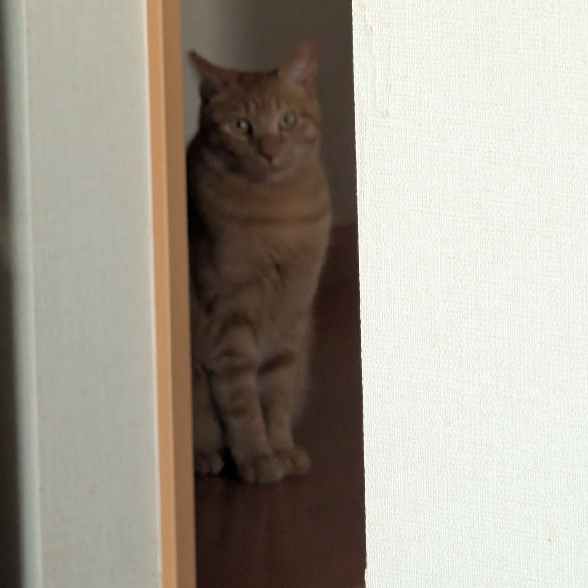 tptonton's tweet photo. ダイニングで休んでたら視線を感じました https://t.co/giOio42qMX