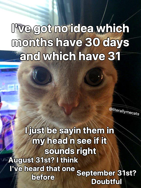 LiterallyMeCats tweet media