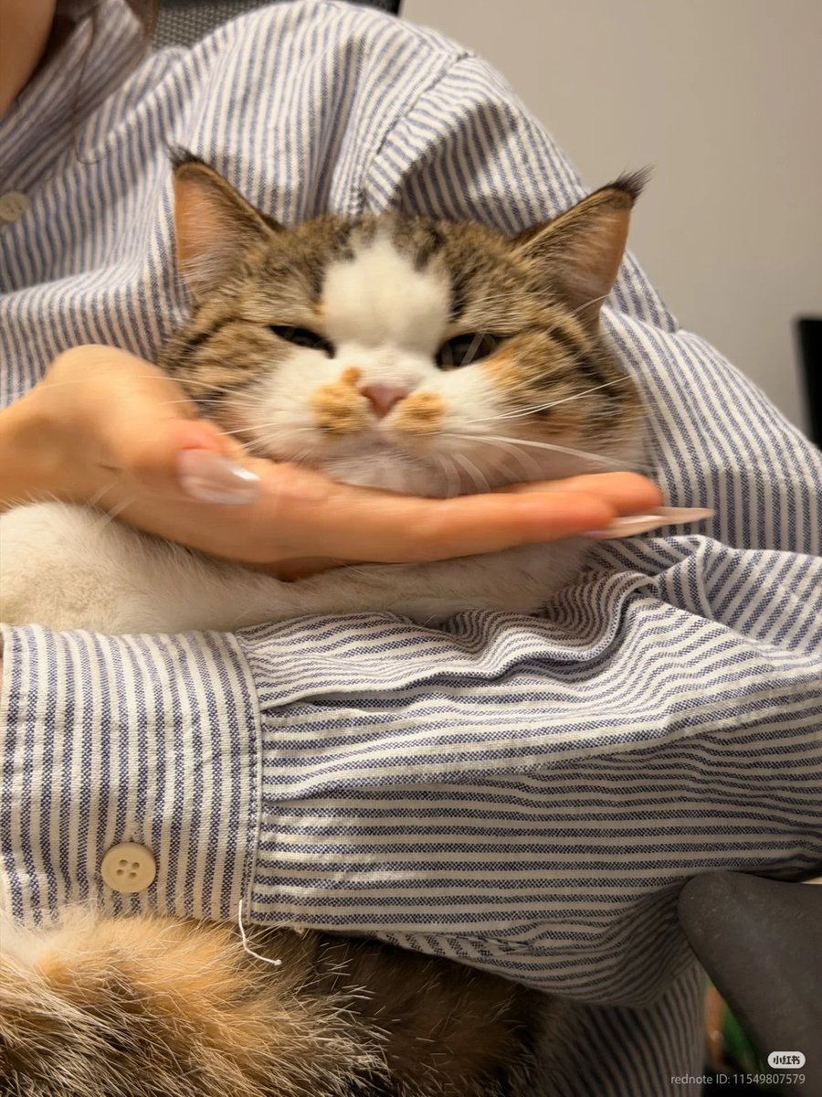No Context Cats tweet media