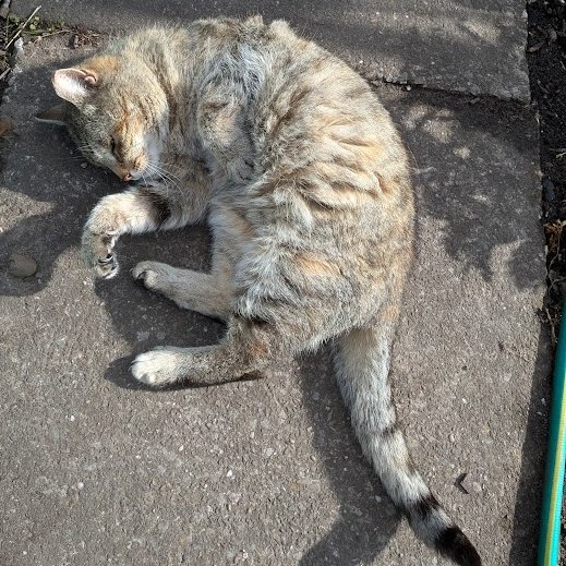 Robert Allotment cat,now helped by Janet & Amanda tweet media