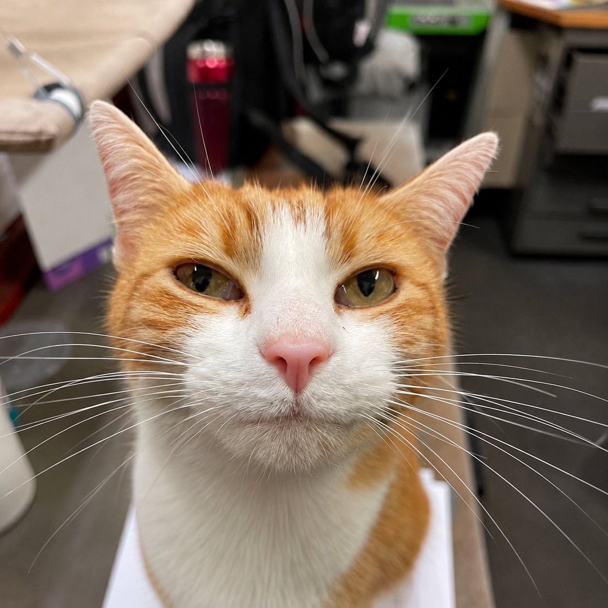 George The Stourbridge Junction Station Cat tweet media