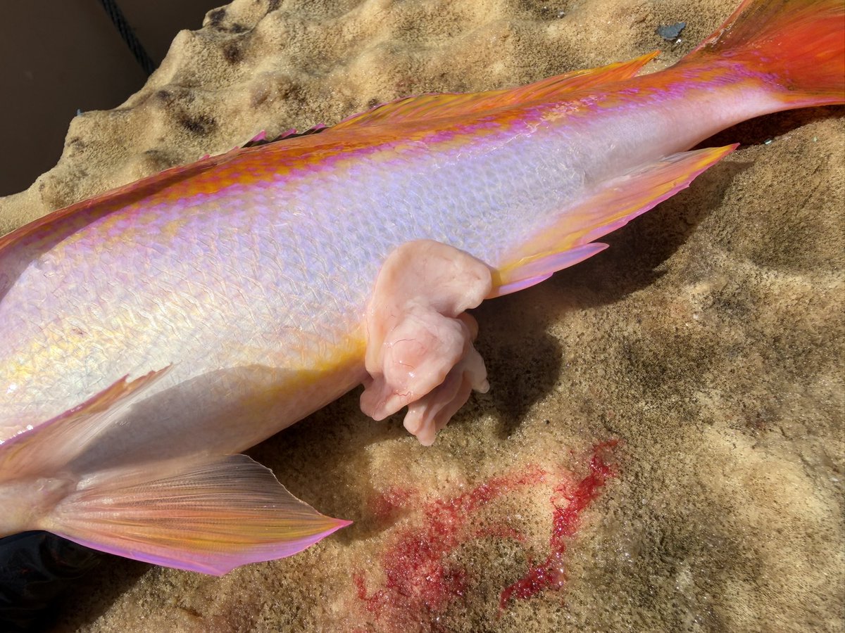 輝風丸商店 | 漁師直送一本釣り鮮魚 tweet media