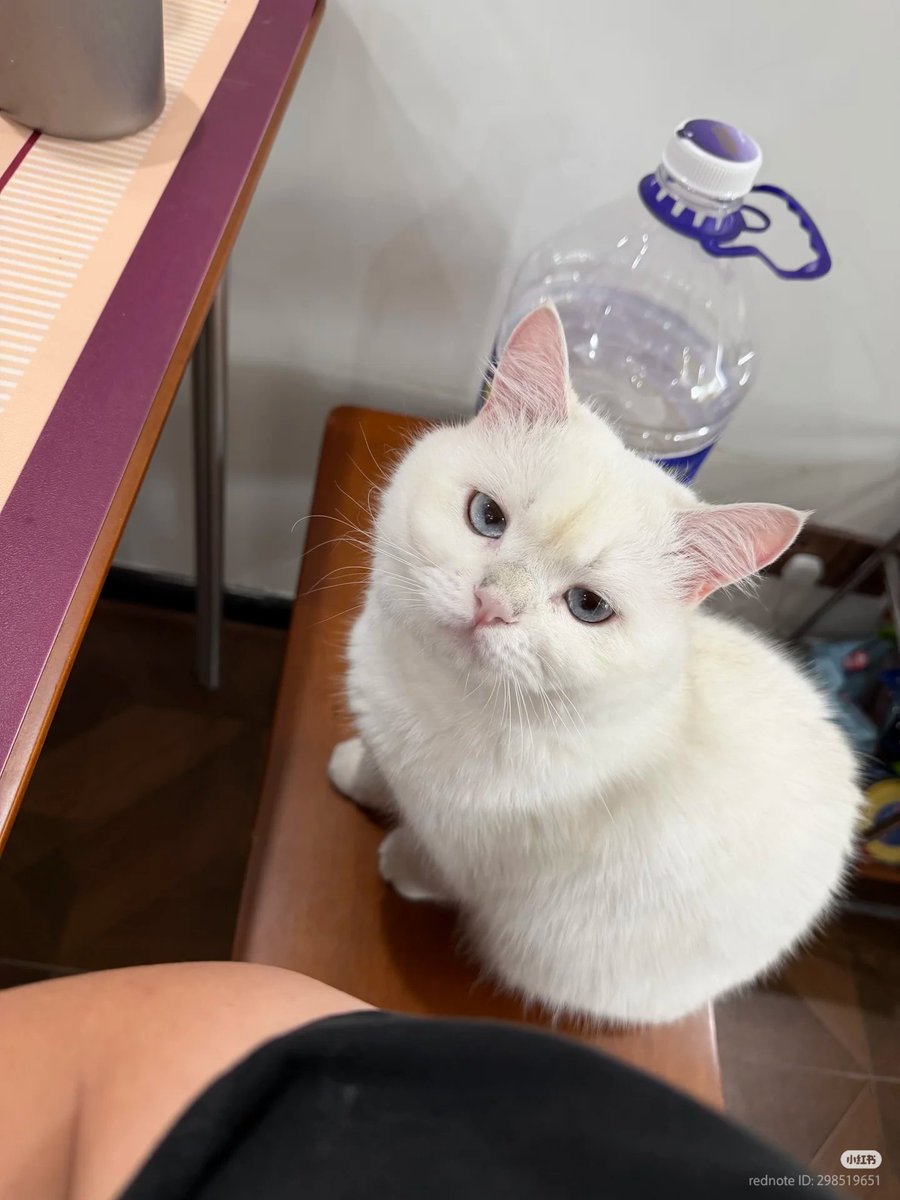 No Context Cats tweet media