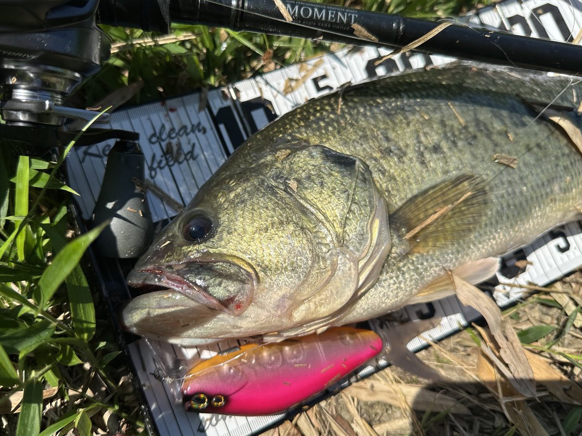 okamotofishing's tweet photo. dee lake orderで開発中の
デッドスローベイト
良型バスを連発しています😍
巻くだけもよし
浮かべて水面をちょんちょんしたり
沈めてボトムをコスコスすることもできます。
発売は未定ですが
今後の進展をお楽しみに🤭
#デッドスロベイト
#deelakeorder
#diviser https://t.co/wuzWmr940E