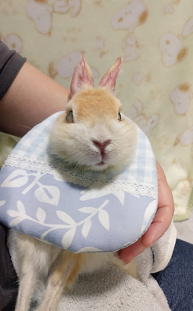 🐰ねえねぇ、新しいスタイど～う？💙✨✨✨ 暑くなってきたのでブルー