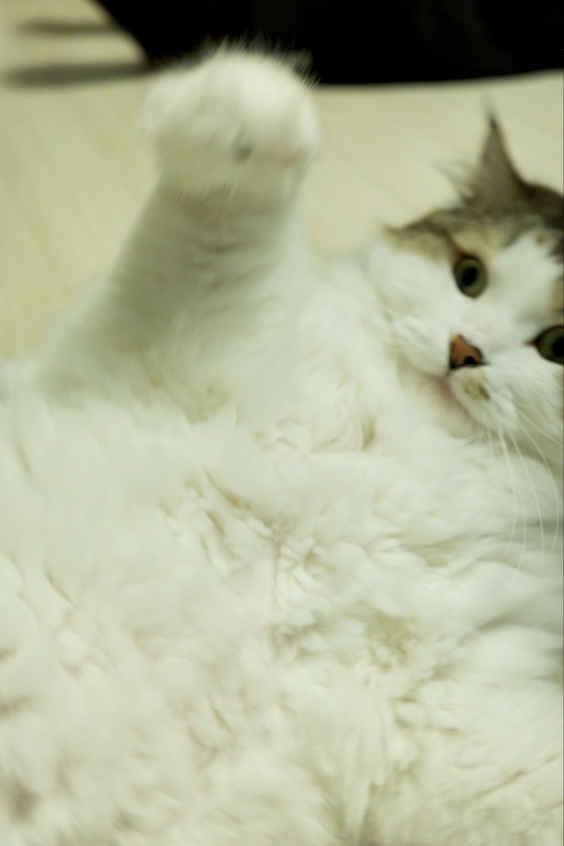 왕쿠니 (6학년) tweet media