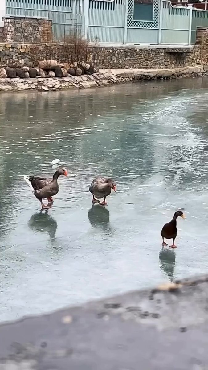 Rv1Nature's tweet photo. ๐ฟ๐ฆ๐ถ๐ถ๐ถ
#Dailysmile
#Duckwalk
#DucksOfTwitter https://t.co/dDNlaYe2Yl