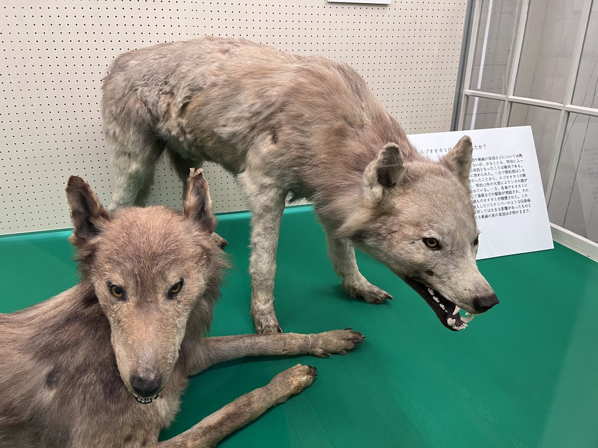tashimick's tweet photo. そして全然知らなかったのですが、木々を抜けた先に金カムの江渡貝くんハウスのモデルになった博物館がありました👂　予期せぬ聖地巡礼が叶って𝒉𝒂𝒑𝒑𝒚_____ https://t.co/P5PAkewonk