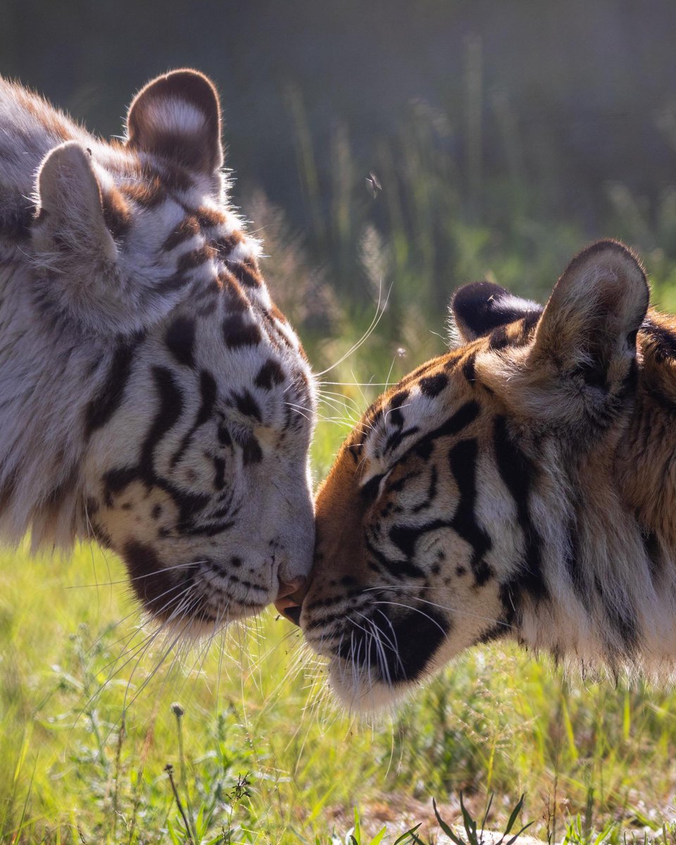 FOUR PAWS International tweet media