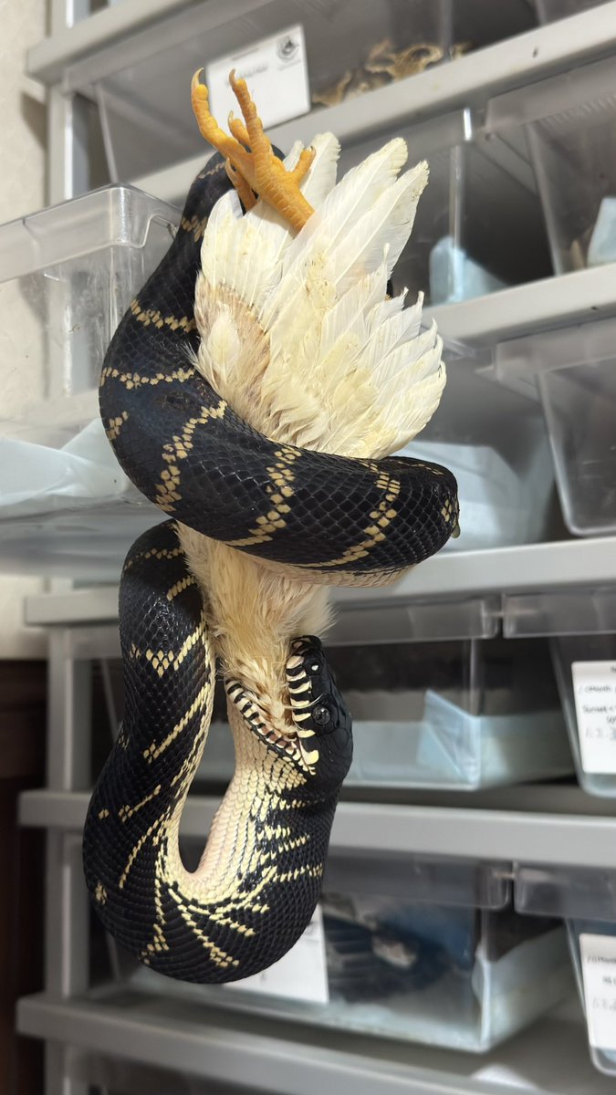 ReptilesMorph's tweet photo. ご馳走様でした😋 https://t.co/4RQ2CuDYGM