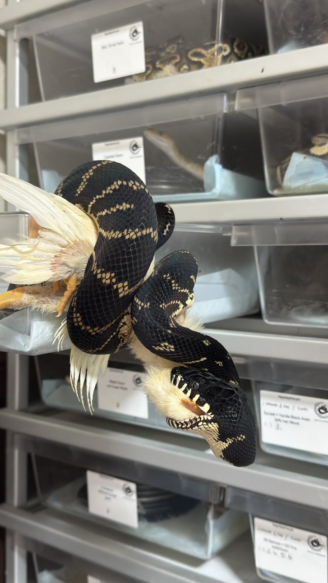 ReptilesMorph's tweet photo. ご馳走様でした😋 https://t.co/4RQ2CuDYGM