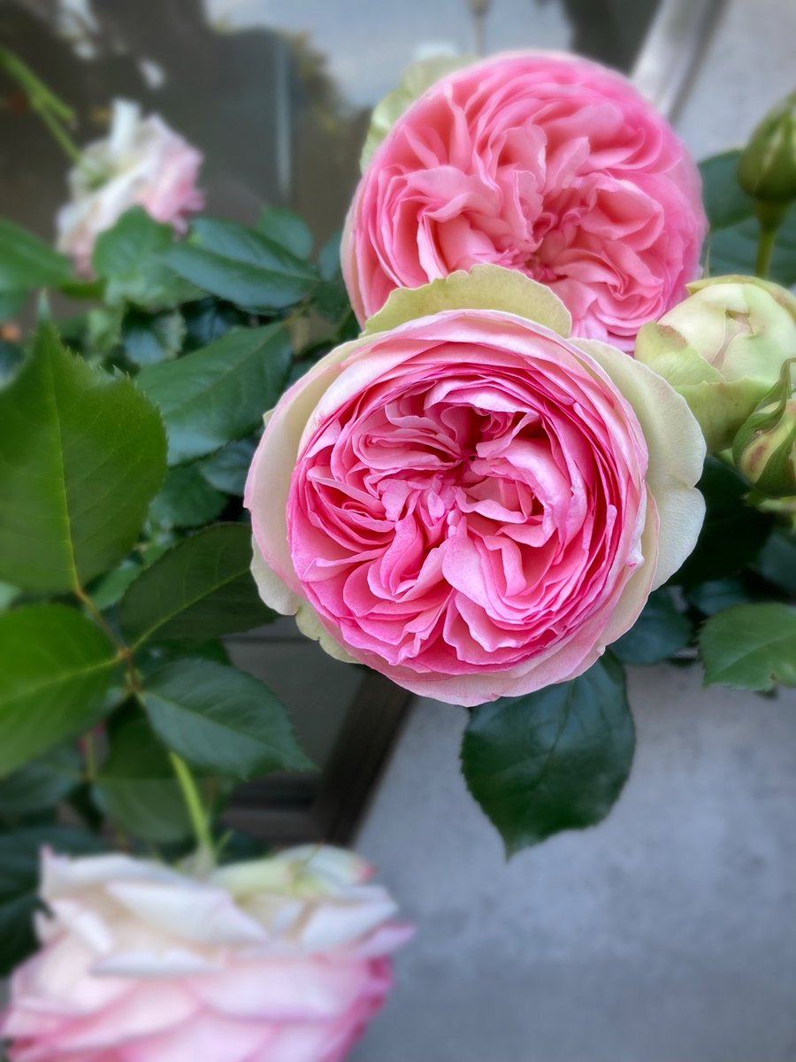 lafeebleuclair's tweet photo. 素敵なお散歩に連れて行ってもらいました🌹たいへん幸せな時間でございました🙏

薔薇だらけ🥹 https://t.co/nXeZwYHnhn