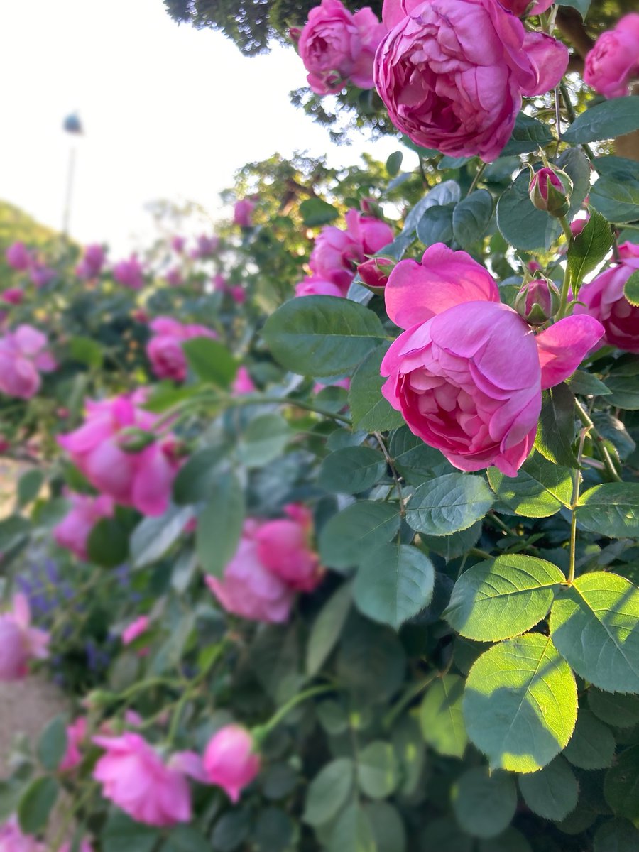 lafeebleuclair's tweet photo. 素敵なお散歩に連れて行ってもらいました🌹たいへん幸せな時間でございました🙏

薔薇だらけ🥹 https://t.co/nXeZwYHnhn